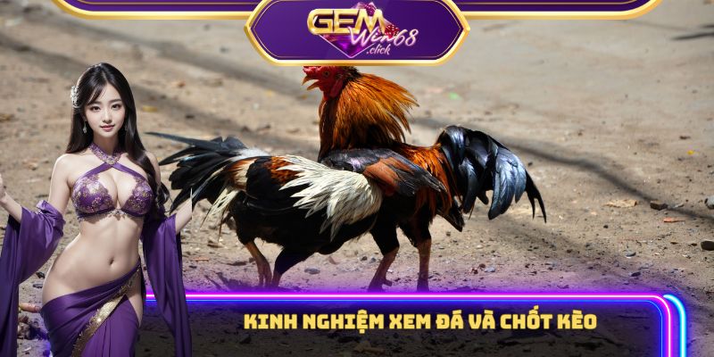 Kinh nghiệm xem đá và chốt kèo nhanh chóng