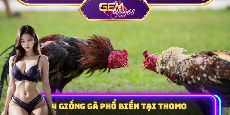 Rò Rỉ 3 Tips Càn Quét Mọi Trận Đấu Đá Gà Thomo Trực Tiếp 2 4 giống gà phổ biến tại Thomo