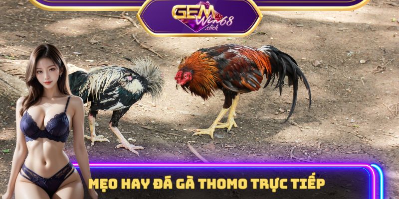 Rò Rỉ 3 Tips Càn Quét Mọi Trận Đấu Đá Gà Thomo Trực Tiếp 3 Bật mí mẹo hay đá gà Thomo trực tiếp