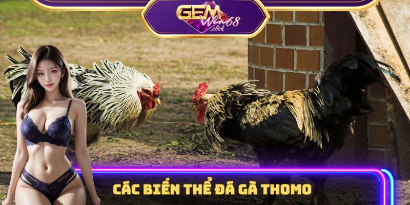 Rò Rỉ 3 Tips Càn Quét Mọi Trận Đấu Đá Gà Thomo Trực Tiếp 1 Các biến thể đá gà Thomo trực tuyến hot
