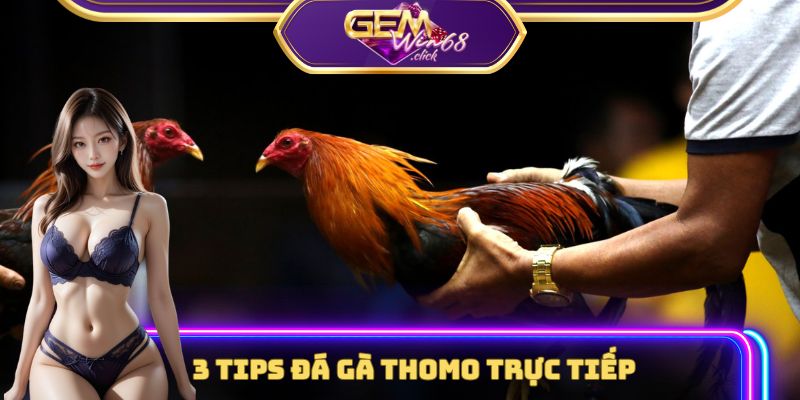 Đá gà Thomo trực tiếp